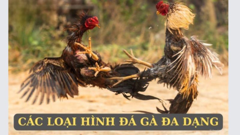 Top 4 loại hình đá gà phổ biến nhất hiện nay