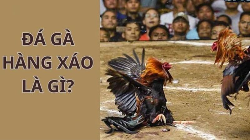 Trả lời chi tiết về khái niệm đá gà hàng xáo là gì?